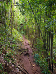 Puu Ohia hiking trail, Oahu, Hawaii, USA leading through a bamboo forest
