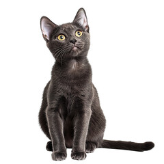 Close-up of a dark gray kitten isolated on transparent background.