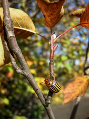 A Colorado potato beetle sits on a tree branch surrounded by autumn foliage. Close-up shot with...