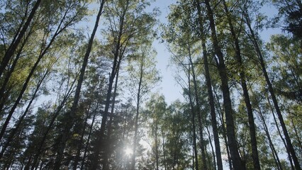 Sunlight casts gentle beams through the leafy canopy of a dense forest on a bright day, inviting exploration and appreciation of natural beauty in the wilderness.