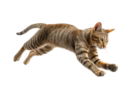 PNG Energetic tabby cat leaping mid-air with focused expression on black background