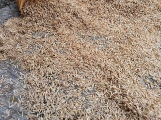 close up of yellow rice hull or rice husk. usually for poultry feed or planting media mixture and fertilizer