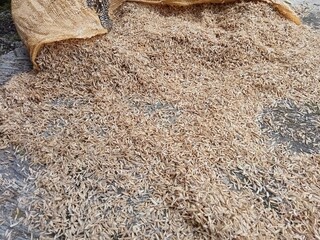 close up of yellow rice hull or rice husk. Usually for poultry feed or planting media mixture and fertilizer