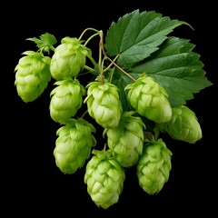 Fresh green hops with leaves on black background
