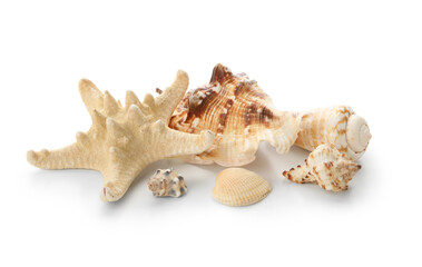 Different sea shells and starfish on white background