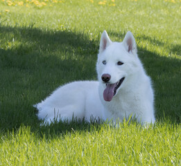 White Siberian Husky resting in shaded grass