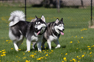 Siberian Huskies together outside in a yard of green grass with dandelions