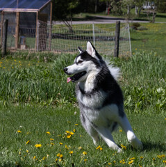 Black and white Siberian Husky running through grass with yellow dandelions