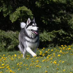 Black and white Siberian Husky running through grass with yellow dandelions