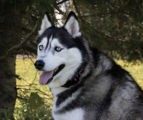 Closeup portrait of a black and white Siberian Husky with beautiful blue eyes