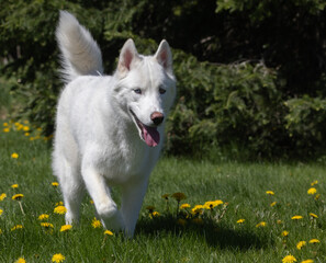 Siberian husky dog walking in grass with dandelions