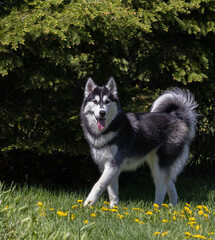Cute Black and White Siberian Husky posing standing in grass with dandelions