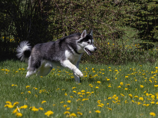 Black and white Siberian husky running through a yard with dandelions
