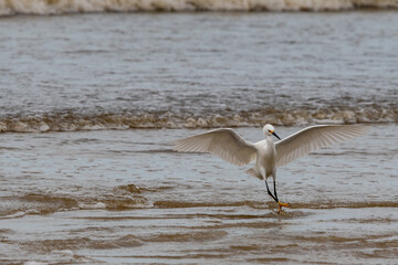 Heron in flight approaching landing