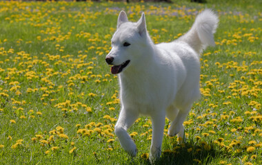 Happy young white Husky in a yard of yellow dandelions 