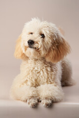 A cream-colored poodle sits upright, its curly fur creating a soft and inviting texture against the...