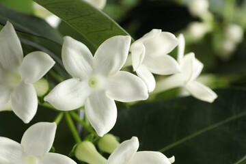 Beautiful jasmine plant with flowers on blurred background, closeup