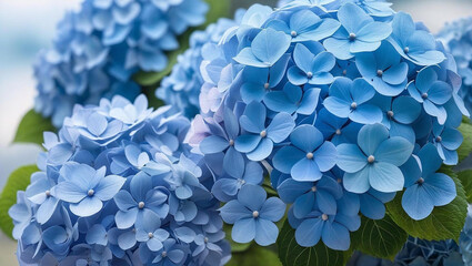 青紫の紫陽花hydrangea