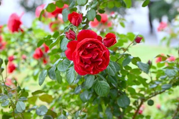 Roses in full bloom in the rose garden. This flower, loved by Cleopatra, is still the national flower of many countries, including the UK.