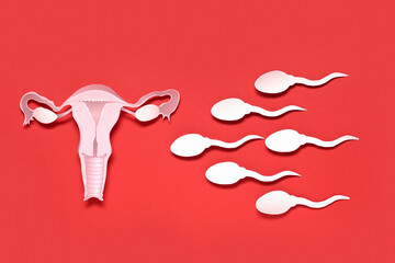 Fototapeta na wymiar Paper female uterus and sperm cells on red background