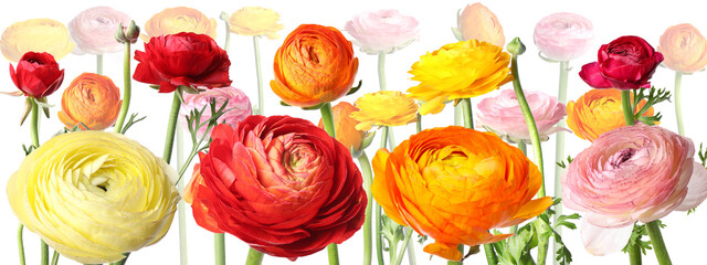 Many bright beautiful ranunculus flowers on white background, banner design