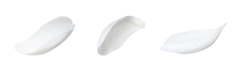 Beautiful peony petals on white background, set