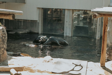seals laying on rock