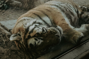 sleeping tiger