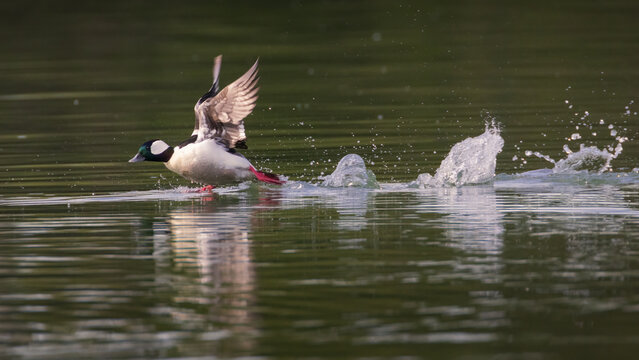 Male bufflehead (Bucephala albeola) taking off with splashing water on a calm river in early morning light.