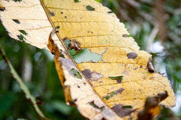 Spectacular close-up of a worn yellow leaf in the jungle.