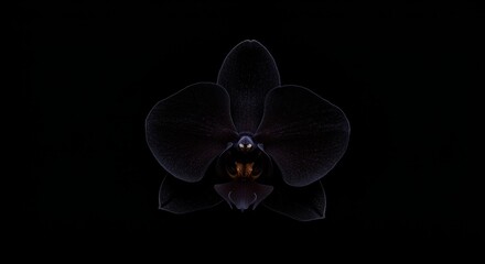 Dark Black Orchid Flower Macro Shot Blooming at Dark Background