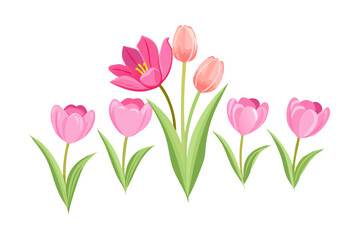 Fototapeta premium flowers