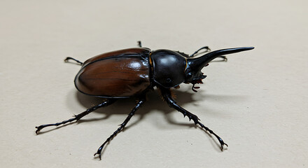 Close-up of a rhinoceros beetle.