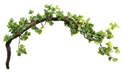 A curving vine with vibrant leaves