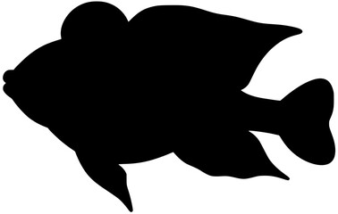 Midas Cichlid Silhouette Fish Shadow Vector 