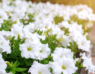 White flowers in a garden bed