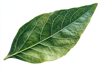 Obraz premium Close-up of a single vibrant green leaf. Detailed veins and textures are visible