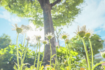 初夏の庭の花壇に咲く色とりどりの花々