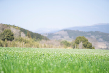 春の草原