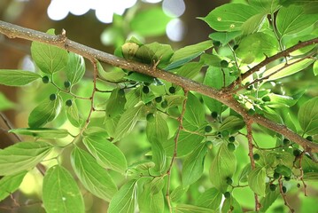 Chinese hackberry ( Celtis sinensis ) Leaves and immature fruit. Cannabaceae deciduous tree. The...