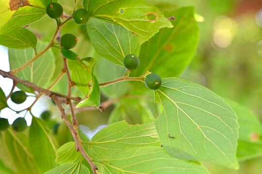 Chinese hackberry ( Celtis sinensis ) Leaves and immature fruit. Cannabaceae deciduous tree. The drupes ripen in autumn and are eaten by wild birds, who then disperse the seeds.
