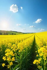 Obraz premium Golden canola fields bathed in the warm summer sun, vibrant yellow blossoms stretching to the horizon under a clear blue sky A picturesque scene of idyllic rural beauty , vibrant yellow, agriculture