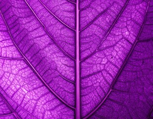 A detailed close-up of a vibrant purple leaf, showcasing intricate veins that create a stunning contrast against the rich, deep hue of the leaf's surface.