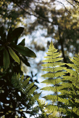 green fern leaves in the forest