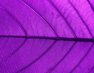 A close-up view of a vibrant purple leaf, showcasing intricate veins and a rich texture, creating a stunning natural background with deep hues.