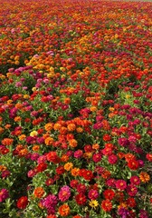 Vast field of colorful zinnias in full bloom, capturing nature?s vibrant beauty