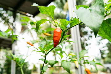 chilies hanging on stalks ready to be harvested
