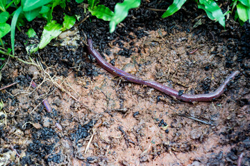 Looking down at worms in soil compost bin that will be used for gardening