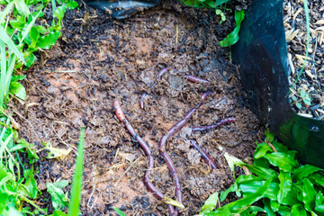 Looking down at worms in soil compost bin that will be used for gardening