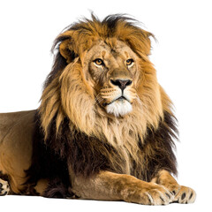 Obraz premium Untitled design - Resting Lion in a Calm Jungle Vibe, isolated on a transparent background